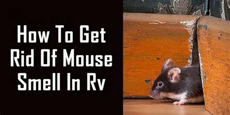Can you smell a live mouse?