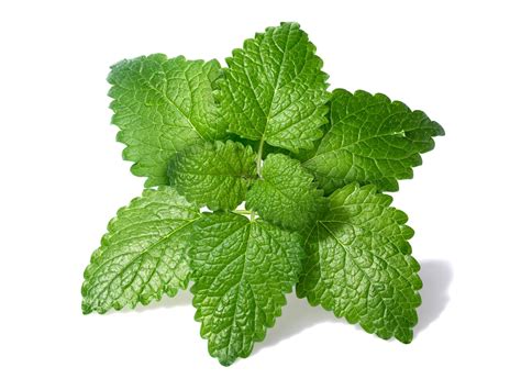 Can you smoke lemon balm?