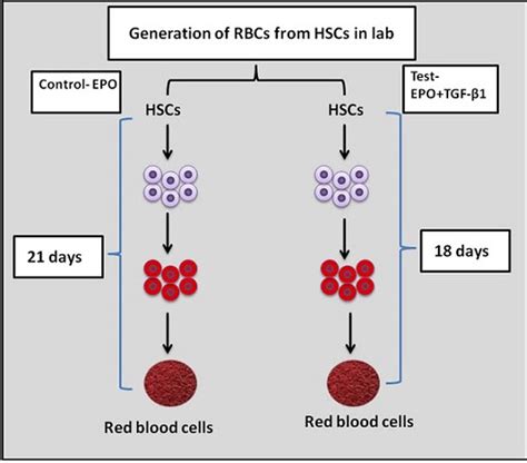 Can you speed up red blood cell production?