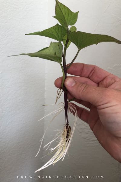 Can you split a sweet potato plant?