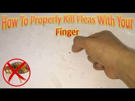 Can you squish a flea with your fingers?