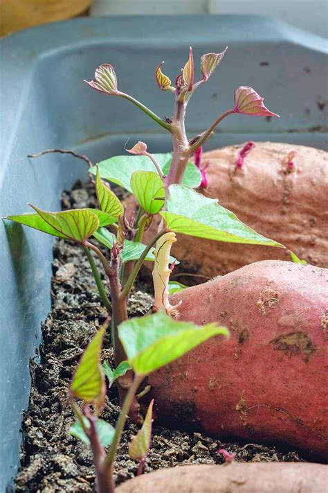 Can you start a sweet potato plant from a sweet potato?