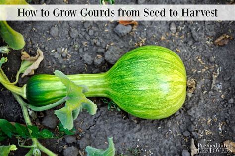 Can you start gourd seeds indoors?