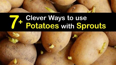 Can you still bake potatoes that have sprouted?