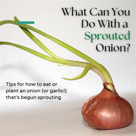 Can you still eat an onion that has sprouted?