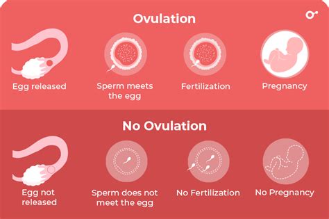 Can you still ovulate and not have a period?