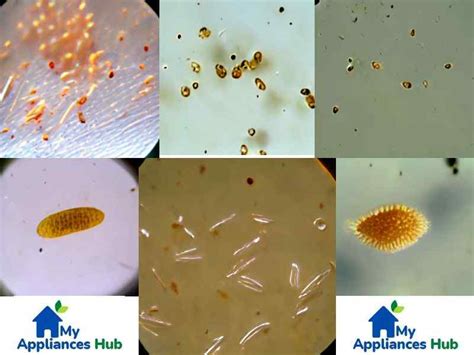 Can you stop flea eggs from hatching?