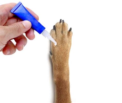 Can you super glue a cut on a dog?