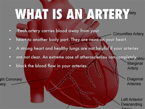 Can you survive a cut artery?