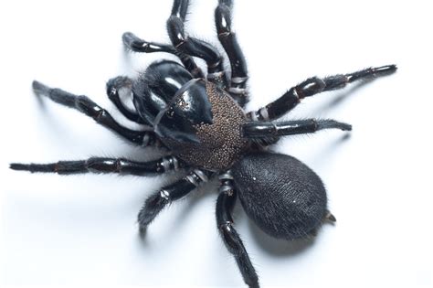 Can you survive a funnel-web spider?