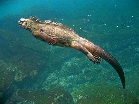 Can you swim with iguanas?