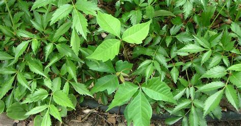 Can you take a hot shower with poison ivy?
