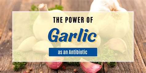 Can you take garlic with amoxicillin?