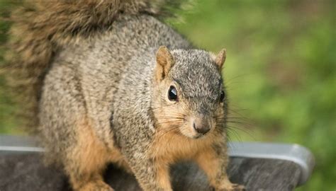 Can you tame a wild squirrel?