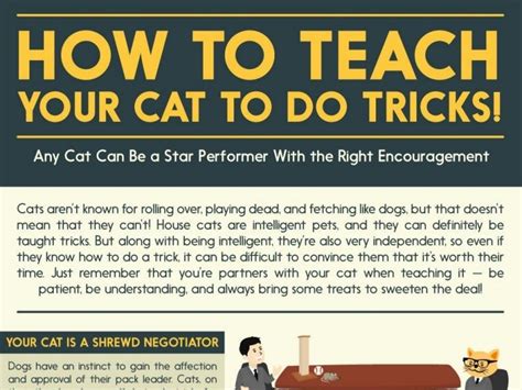 Can you teach a 7 year old cat tricks?