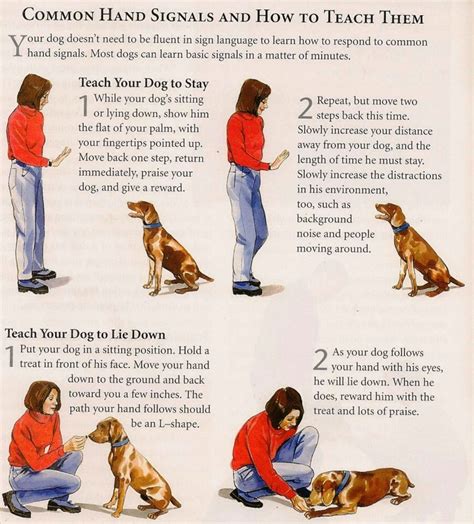 Can you teach a dog to be submissive?