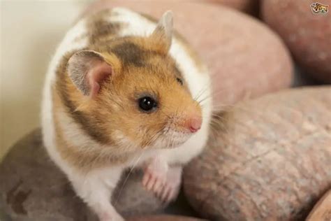 Can you teach a hamster its name?