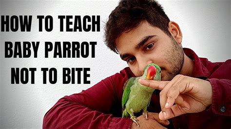Can you teach a parrot not to bite?