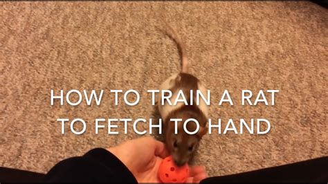 Can you teach a pet rat to fetch?