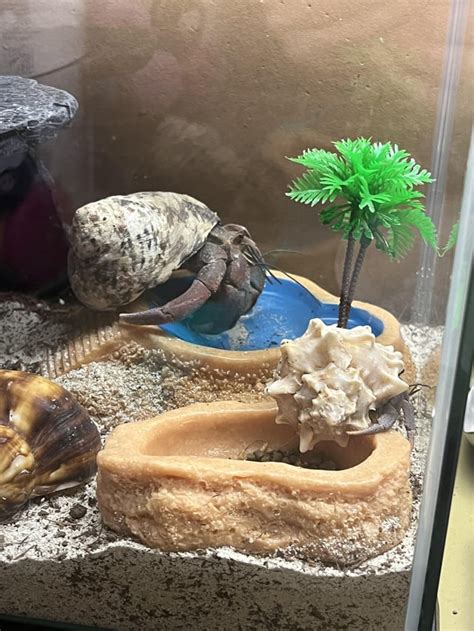 Can you tell a hermit crabs age?