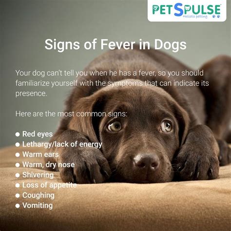 Can you tell if a dog has a fever by touch?