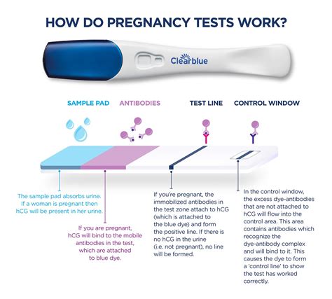 Can you test negative at 8 weeks?