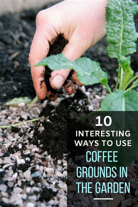 Can you throw coffee in plants?