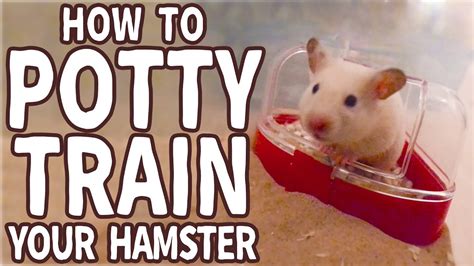 Can you toilet train a Syrian hamster?
