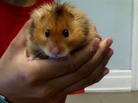 Can you touch Syrian hamsters?