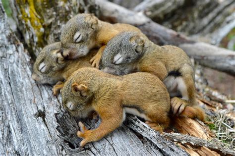 Can you touch a baby squirrel?