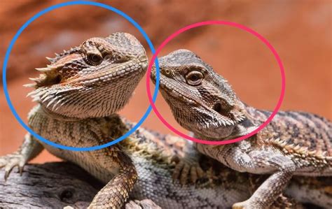 Can you touch a bearded dragon's head?