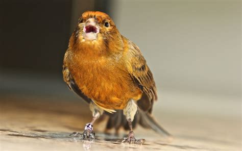 Can you touch a canary?