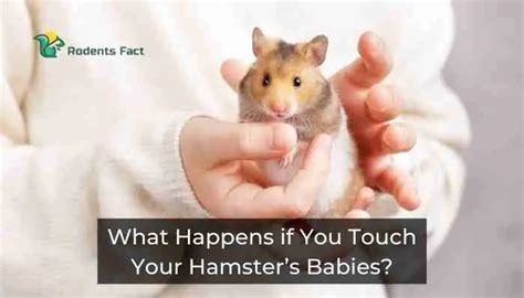 Can you touch a hamsters nose?
