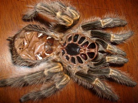 Can you touch a tarantula molt?