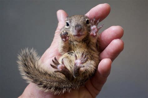 Can you touch baby squirrels?