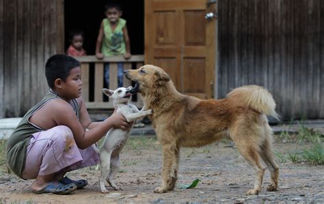 Can you touch dog in Islam?