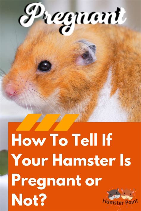 Can you touch hamsters when pregnant?