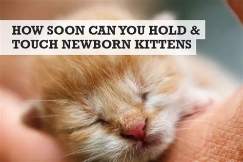 Can you touch newborn kittens?