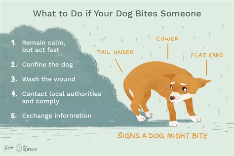 Can you train a dog after they bite?