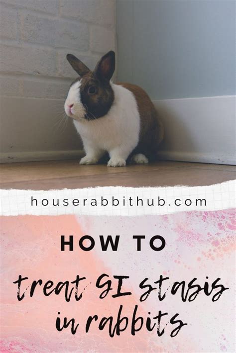 Can you treat GI stasis at home?