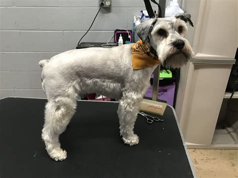 Can you trim a Schnauzers face?