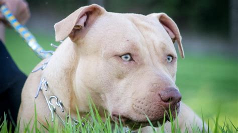 Can you trust a pit bull?