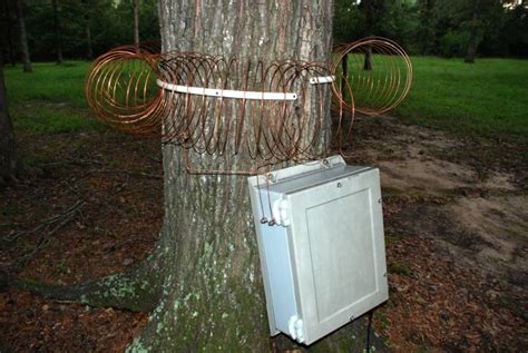 Can you use a tree as an antenna?