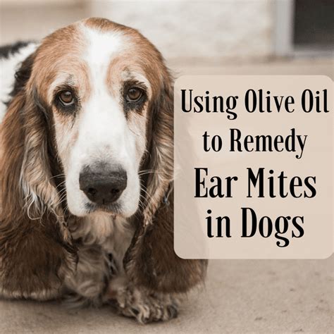 Can you use olive oil for mites?