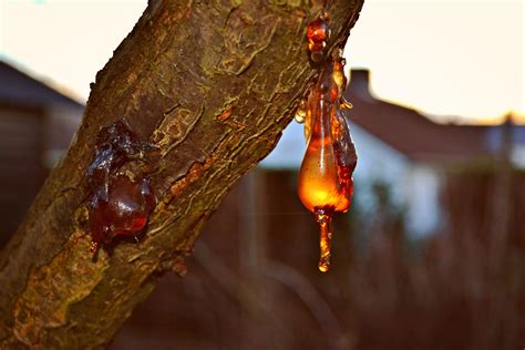Can you use tree resin as glue?
