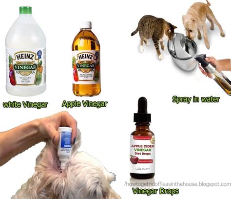 Can you use white vinegar for flea spray?