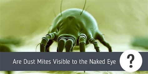 Can you visibly see mites?