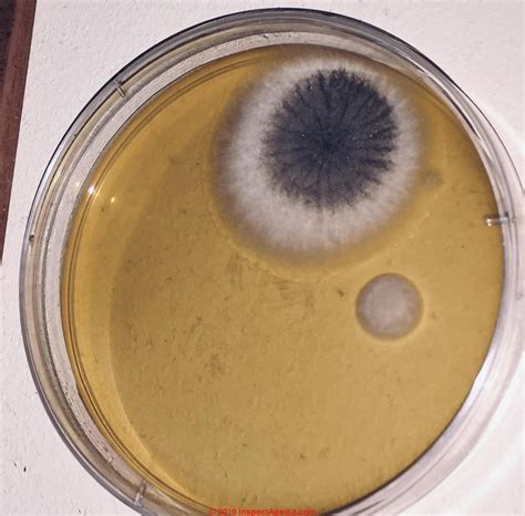 Can you visually identify mold?