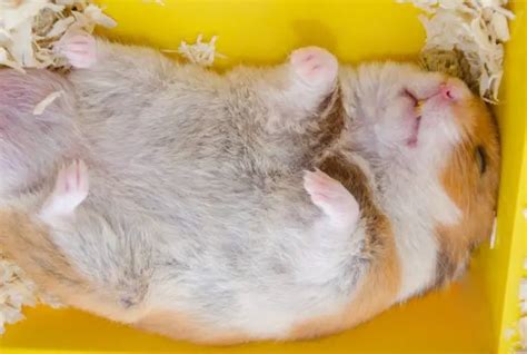 Can you wake a hibernating hamster?
