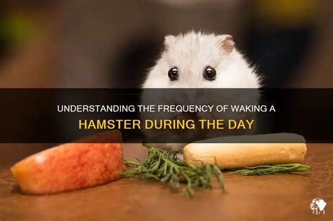 Can you wake up a hamster?